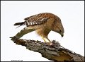 _1SB1775 red-shouldered hawk